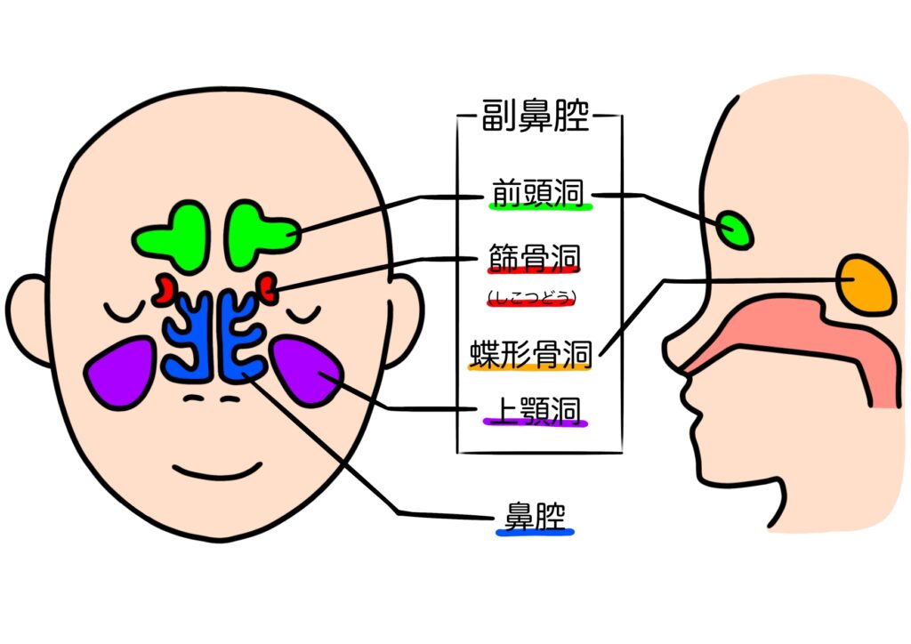 副鼻腔の図