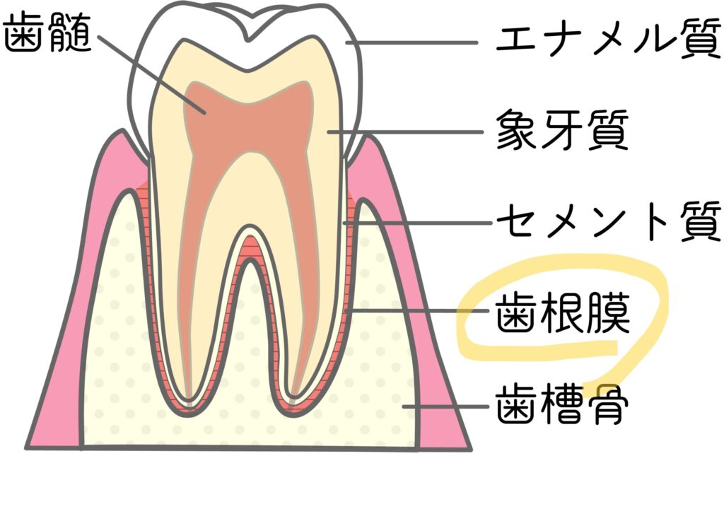 歯根膜の図